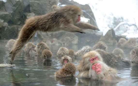 نیپال میں ایک دوسرے کو بچانے کی کوشش میں 13 بندر تالاب میں ڈوب کر ہلاک