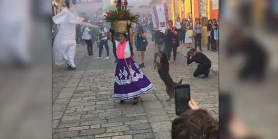 میکسیکو میں پالتو کتے نے شادی کا میلہ لوٹ لیا
