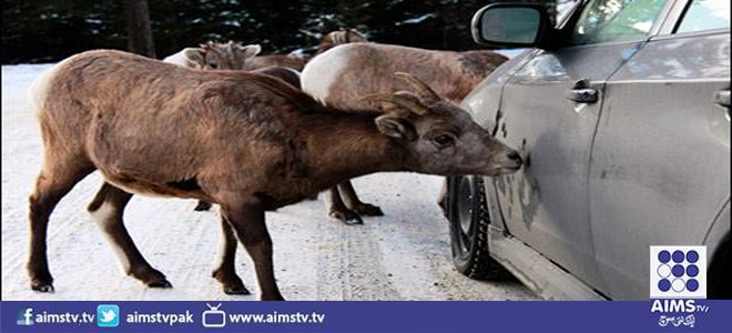 امریکا میں کار واش سروس فراہم کرنے والی پہاڑی بھیڑیں 