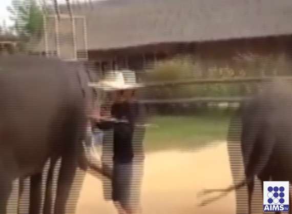 اس وڈیو نے ثابت کردیا کہ ہاتھی کے دانت دکھانے کے اور  کھانے کے اور
