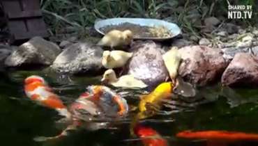 تالاب میں تیرتی مچھلیوں کودانہ کس نے کھلایا؟ حقیقیت جاننے کے لئے وڈیو لنک پر کلک کریں