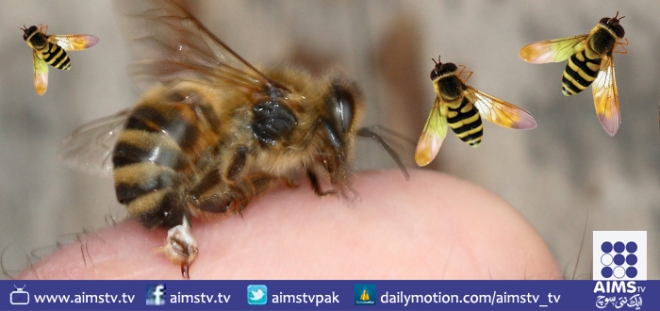 شہد کی مکھیوں کے ڈنک میں کئی بیماریوں کا علاج پوشیدہ