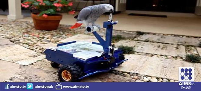 امریکی نو جوان نے پالتو طوطوں کیلئے روبوٹک سواری تیار کرلی